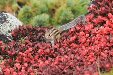 ウラシマツツジの紅葉とシマリス