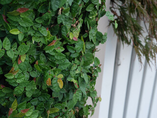 Fototapeta na wymiar ivy on the wall