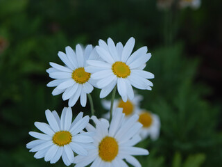 white daisies in a garden