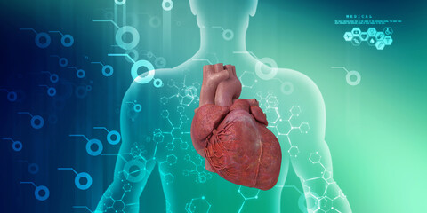 2d Illustration Anatomy Of Human Heart Wall Mural | Wallpaper Murals