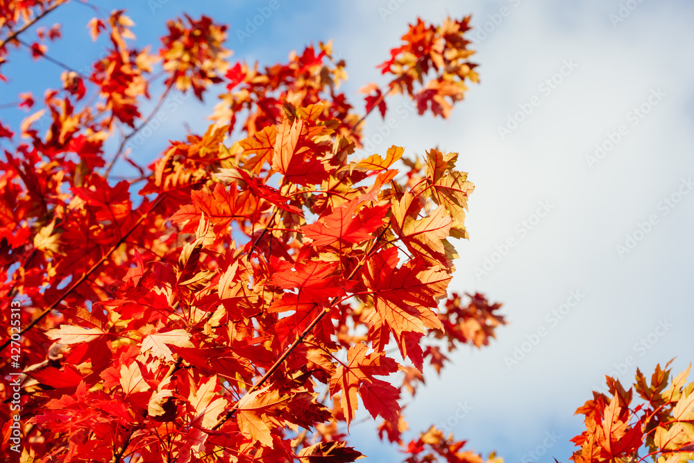 Sticker Autumn Leaves in Warburton Australia