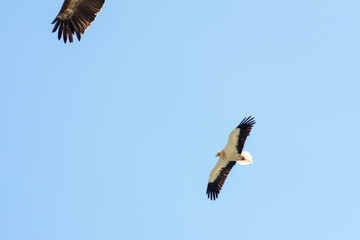 Ave alimoche en vuelo