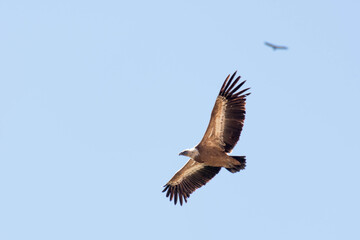 Buitre Leonado en vuelo 