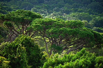 This green tree sits right in the middle of a bush forest .