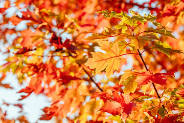 Autumn Leaves in Warburton Australia