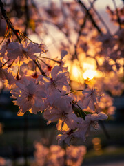 夕陽に照らされる桜の花