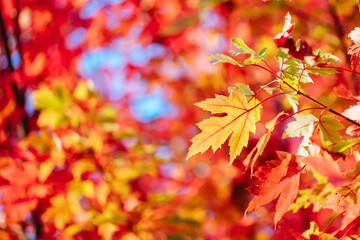 Fototapeta na wymiar Autumn Leaves in Warburton Australia