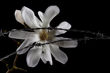 Fototapeten Close up of white blossom of a Kobushi Magnolia and barbed wire isolated on black background, also called Magnolia kobus © Robert Knapp