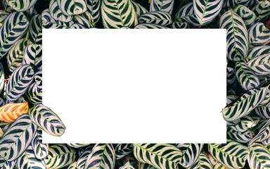 white paper on green leaf background with center free space for montage text or product