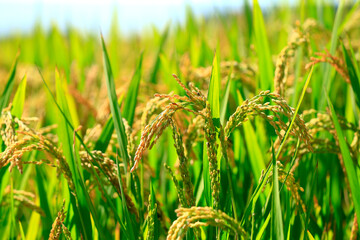 Ripe rice, in the paddy fields