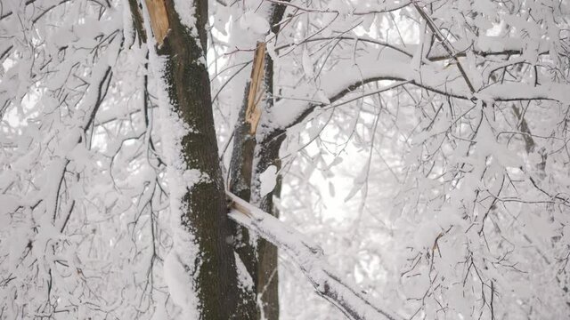Branch of a tree in winter. It is broken because of snow weighing heavily on in. An example of an extreme snowfall.