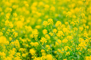 Blossom rape flowers, in the field