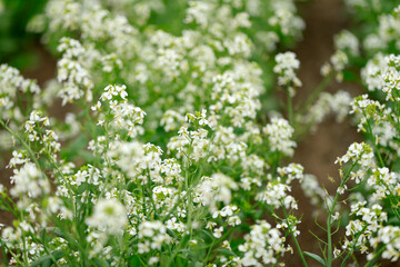 Blossom rape flowers, in the field