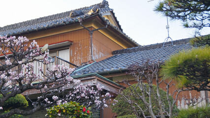 Japanese old house/ Japanese house with Sakura