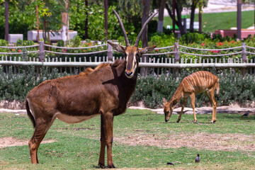 Female cow Sable antelope (hippotraginae niger) standing