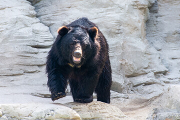 Asian black bear (Ursus thibetanus), or moon bear and white-chested bear walks along the rocks.