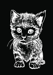 Vector sketch of kitten on black background, illustration