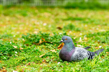公園で1羽で座るハト