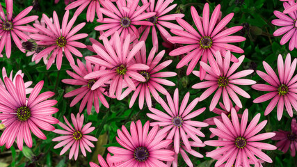 Obraz premium pink flowers of Cape