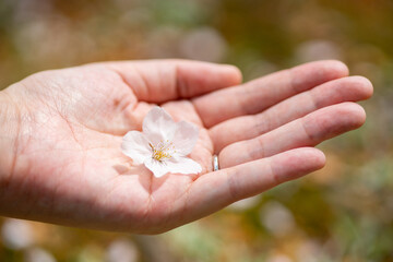 結婚指輪をする女性の手と桜の花