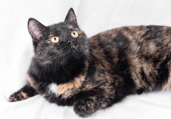 A tricolor cat looks up, a cat on a white background, a furry young hunter watches the prey