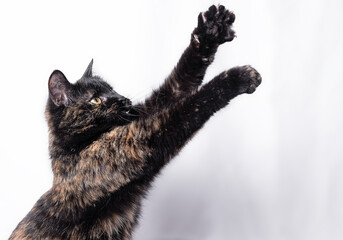 A tricolor cat plays on a white background, a hunter cat reaches for its prey with its paws