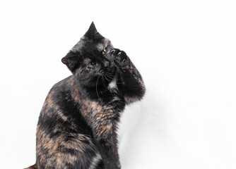 A young tricolor cat has its claws out, a furry young hunter sits on a white background and holds a paw in front of him