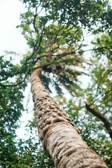 Fototapeta premium Low angle view of a date palm tree, selective focus on tree bark.