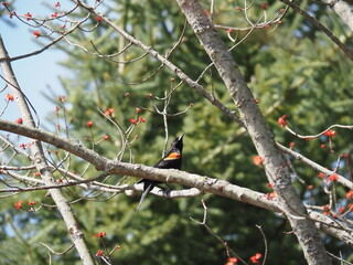 red-winged black bird on a branch