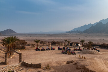 Sinai Desert. Nature and inhabitants of the Sinai Desert.