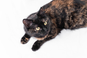 A tricolor cat looks up, a cat on a white background, a furry young hunter watches the prey