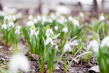 The first spring flowers are snowdrops
