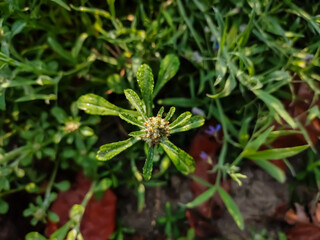 Gnaphalium uliginosum or marsh cudweed is an annual plant found on damp, disturbed ground and tracks. It is very widespread across much of Europe, Asia, and North America.