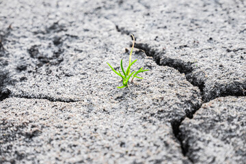 Macro shot of earliest braird on eroded land. Ecology concept. Rising sprout on dry ground. Green plant growing from cracked earth. New life. Concept of global warming.