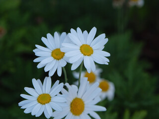 Obraz premium white daisies in a garden