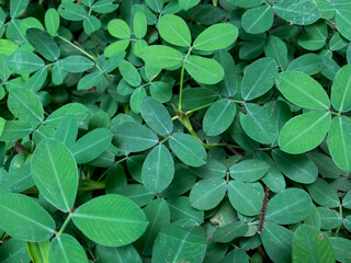 Background of wild tropical plants. Wild green plants in the middle of the forest