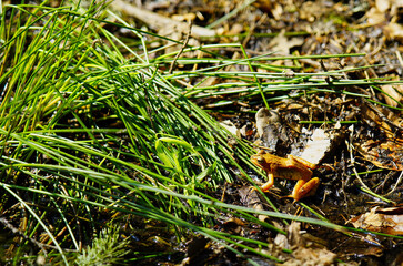 gelblicher Springfrosch im Lambsbachtal bei Homburg Saar