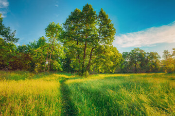 Summer Sunny Forest Trees, Green Grass, Lane, Path, Pathway. Nature Wood Sunlight.