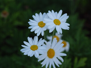 Fototapeta premium white daisies in a garden