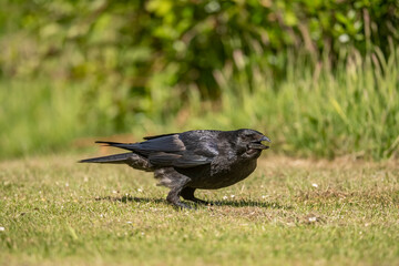 Crow standing on the grass