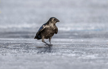 Crow on the ice, close up, in Scotland in the winter
