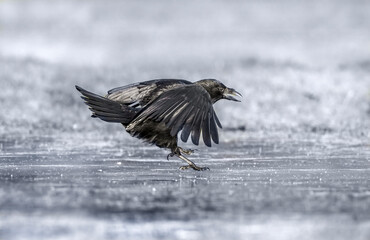 Crow flying from the icy ground, close up, in Scotland, in the winter, squawking