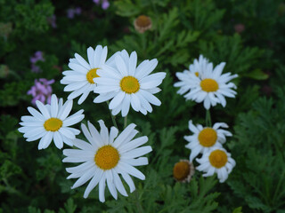 Fototapeta premium daisies in a garden