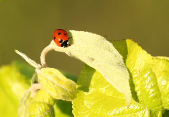 Coccinella septempunctata. Ladybug hunts aphids on an apple leaf.