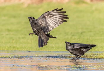 Crows flying from icy ground, close up, in Scotland in the winter