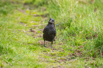 Crow, gathering material for nest building, in Scotland, in the spring