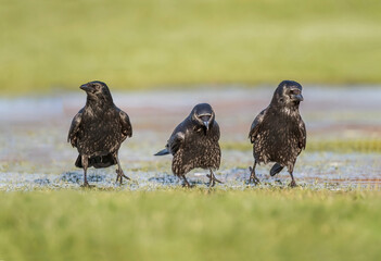 Three Crows on frosty ground, close up, in Scotland, in the winter