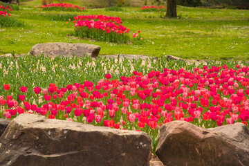 Stadtpark in Lahr zur Tuopenblüte