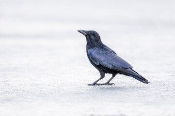 Crow on ice