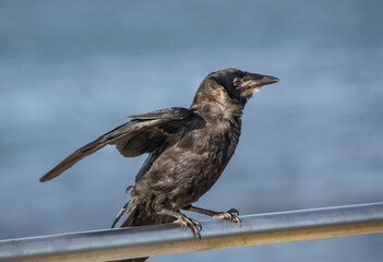Crow, perched on railings in front of the sea..